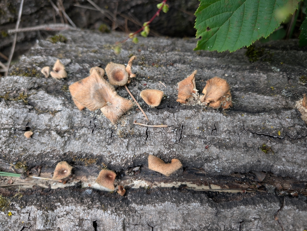 Hairy Oyster Mushroom · August 2026 · photo: Photo: no rights reserved · iNaturalist
