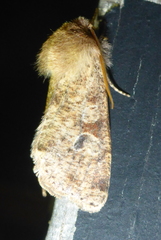 Orthosia rubescens