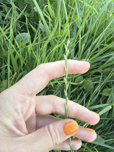 Наблюдение на iNaturalist