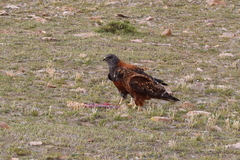 Geranoaetus polyosoma polyosoma
