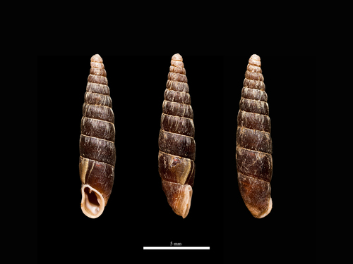 Clausilia dubia observed 2026-08-10
