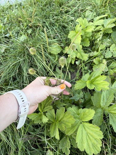 Наблюдение на iNaturalist