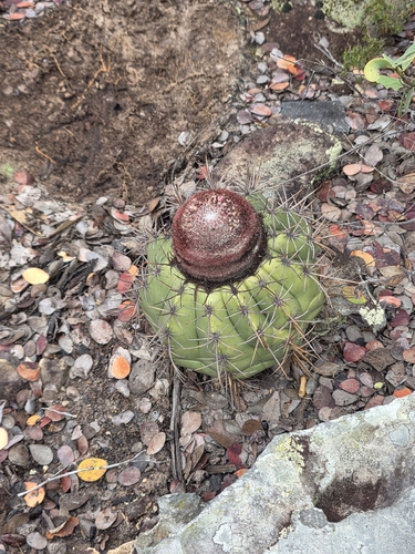 Melocactus inconcinnus