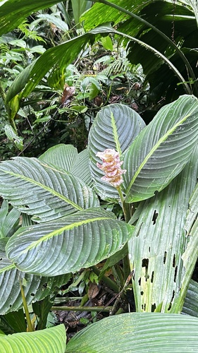 Goeppertia leucostachys