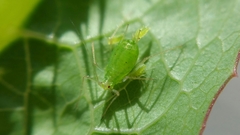 Macrosiphum euphorbiae