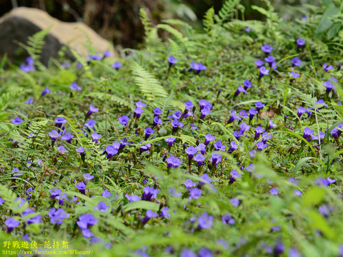 Torenia concolor