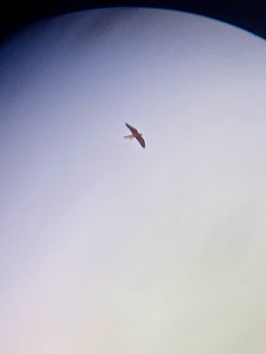 Eurasian Kestrel