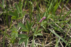 Corydalis intermedia