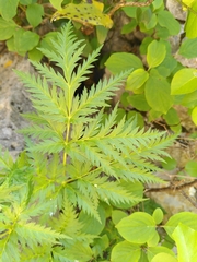 Molopospermum peloponnesiacum