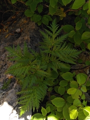 Molopospermum peloponnesiacum