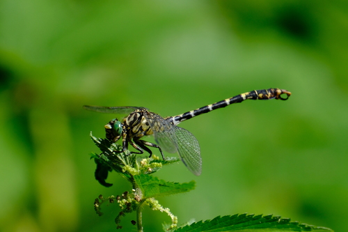 Small Pincertail