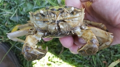 Eriocheir sinensis