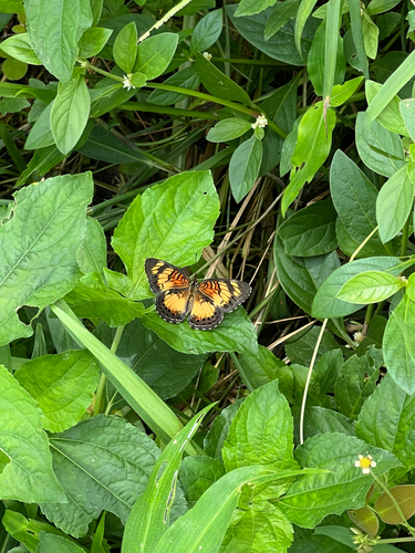 Little Pansy