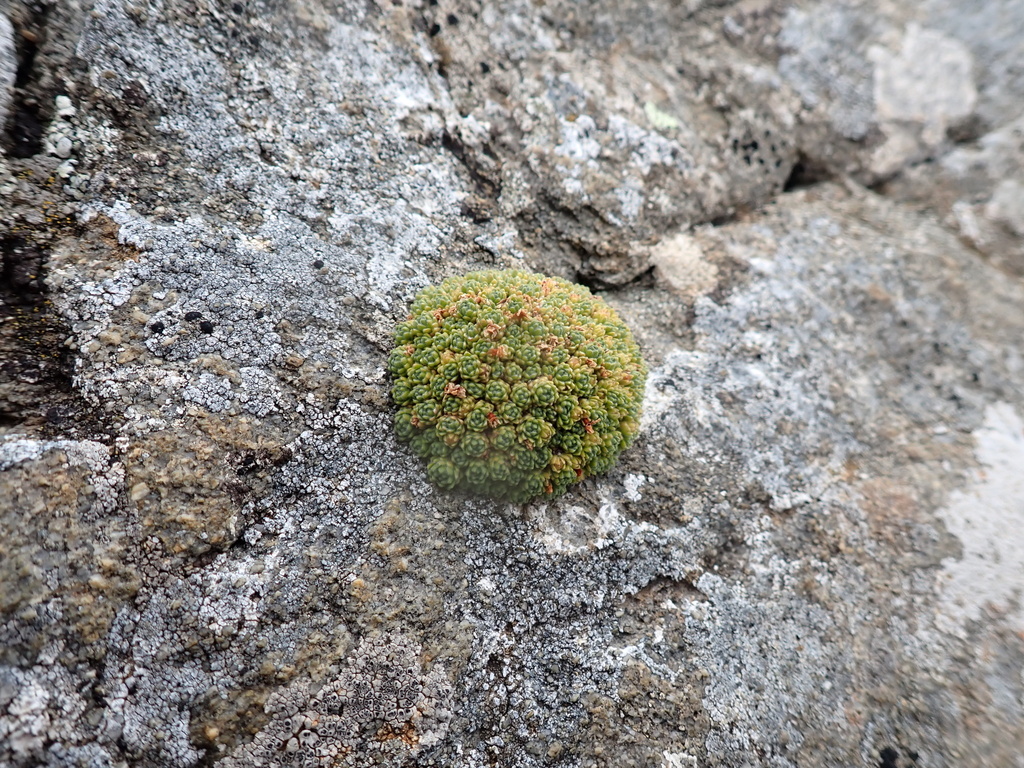 Androsace helvetica; photograph (c) Antoine MARNAT, some rights reserved (CC BY)