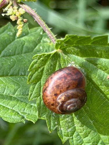 Bush snail
