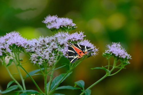 Jersey Tiger