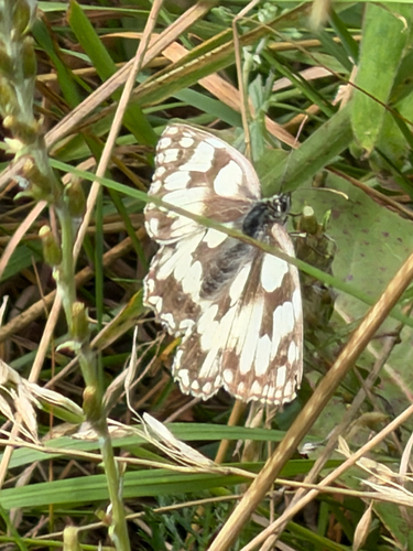 Marbled White