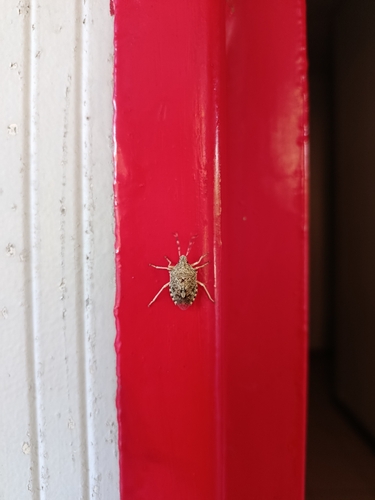 Mottled Stink Bug