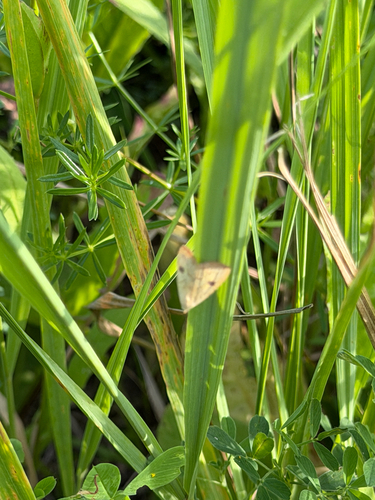 Straw Dot