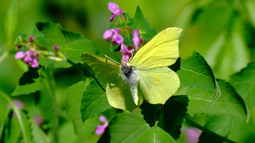 Common Brimstone