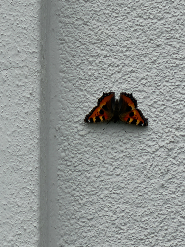 Small Tortoiseshell