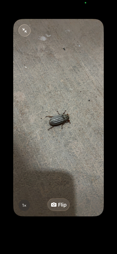 Ten-lined June Beetle