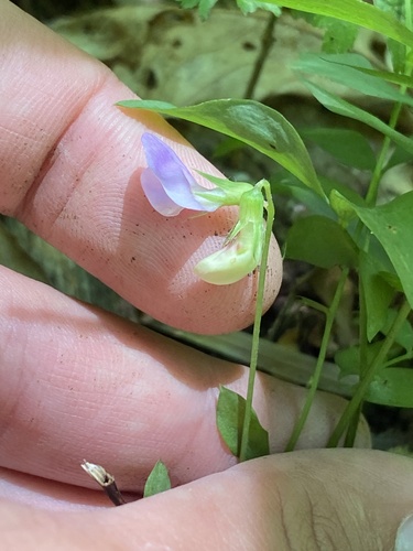 Lathyrus laxiflorus