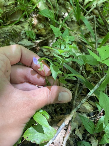 Lathyrus laxiflorus, photograph 3