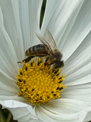 Western Honey Bee