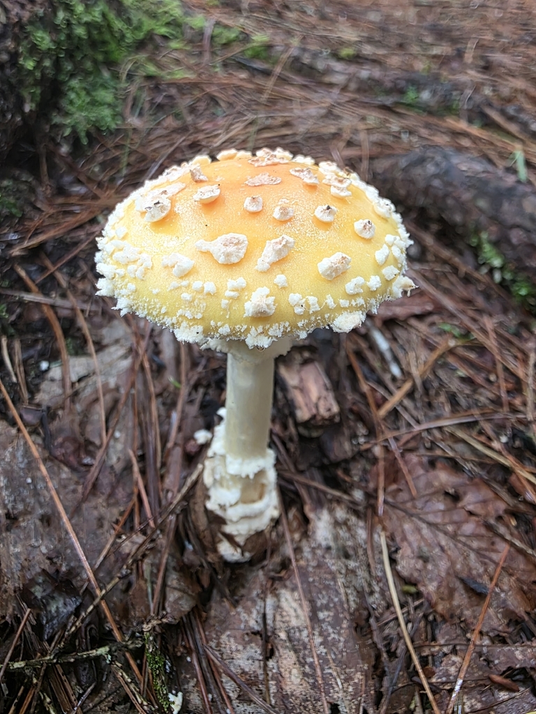 Fly Agaric · August 2026 · photo: Photo: (c) Andy Deans, some rights reserved (CC BY) · iNaturalist