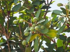 Calophyllum blancoi