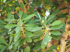 Calophyllum blancoi