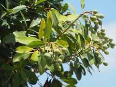 Calophyllum blancoi