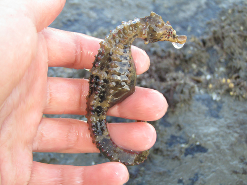 Bigbelly Seahorse
