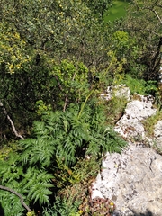Molopospermum peloponnesiacum