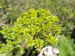 Molopospermum peloponnesiacum