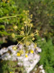 Molopospermum peloponnesiacum