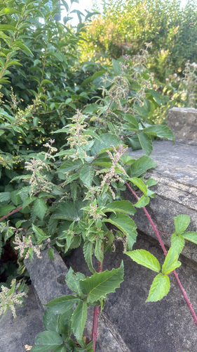 great stinging nettle