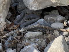 Nerodia sipedon insularum