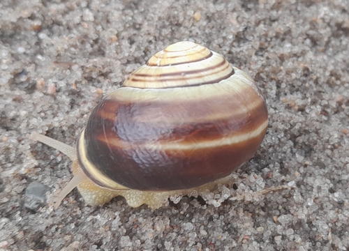 Brown-lipped Snail