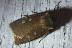 Cerastis tenebrifera