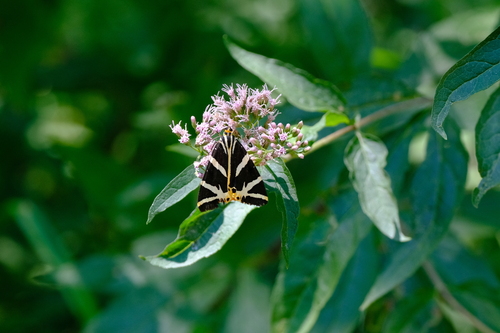Jersey Tiger