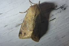 Orthosia rubescens