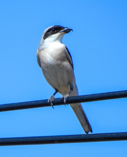 Lesser Grey Shrike