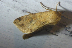 Orthosia rubescens