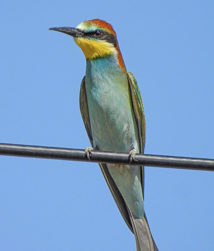 European Bee-eater
