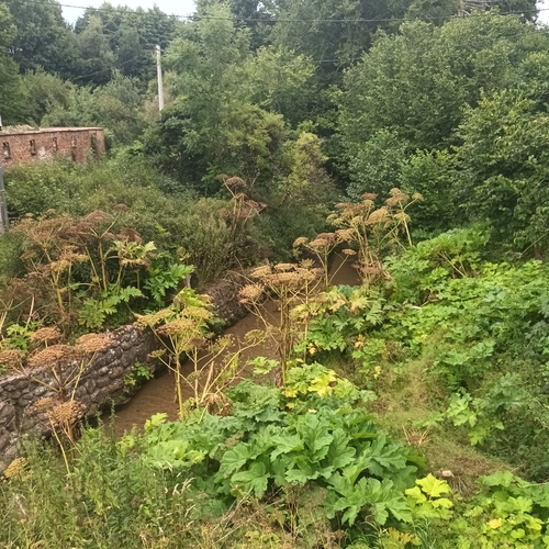 Sosnowsky's hogweed