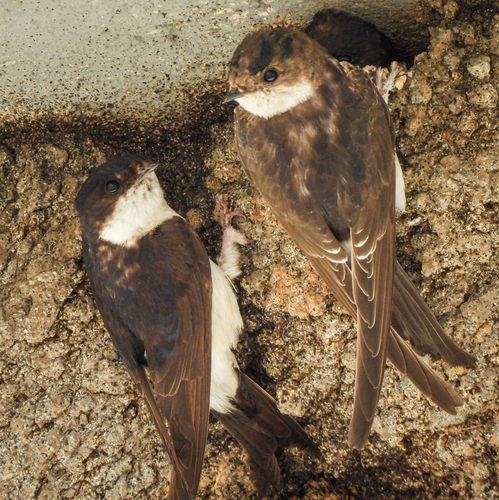 Western House Martin