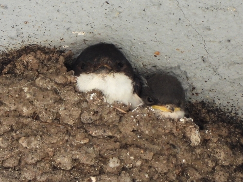 Western House Martin