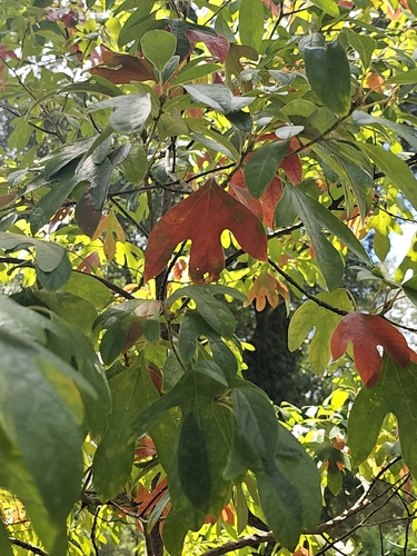 sassafras